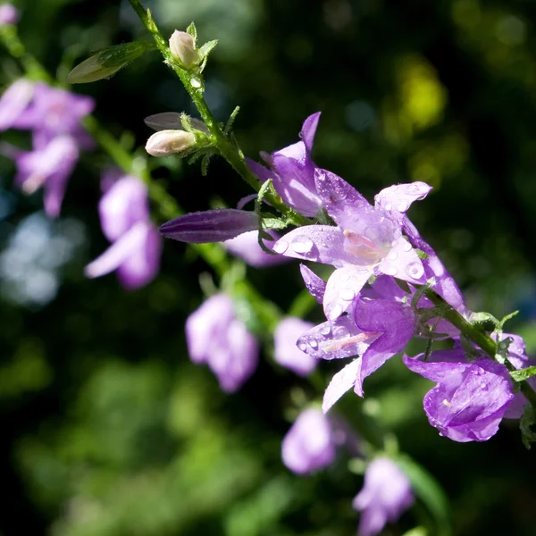 Bild av vackra blommor i trädgården närbild — Stockfoto