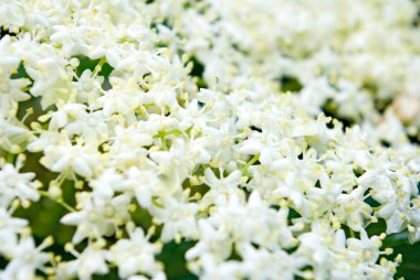  Görüntü güzel çiçek Bahçe yakın çekim