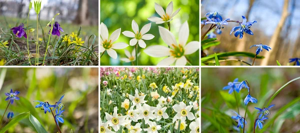 Obraz z różnych kwiatów w ogrodzie zbliżenie — Zdjęcie stockowe