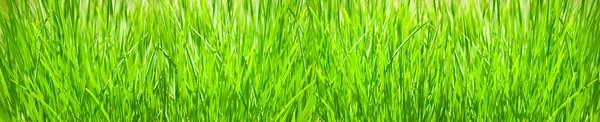 Image isolée d'une herbe sur fond blanc — Photo