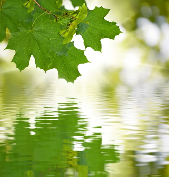 Image of maple branches over the water — Stock Photo, Image