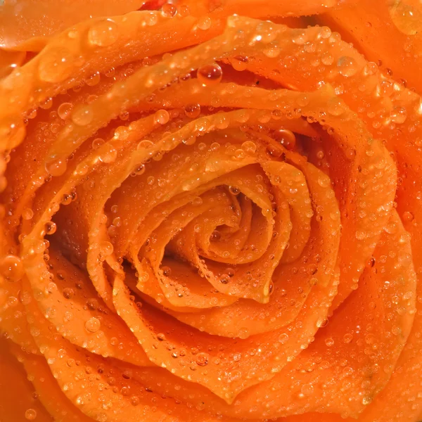 Image de belles fleurs de roses dans le jardin close-up — Photo