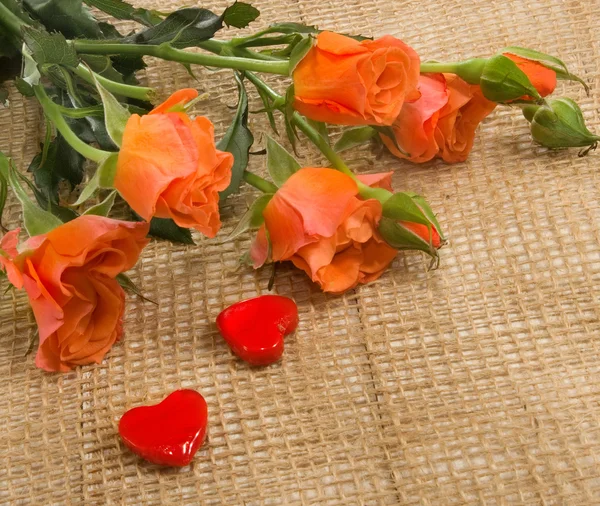 Image de belles fleurs de roses gros plan — Photo