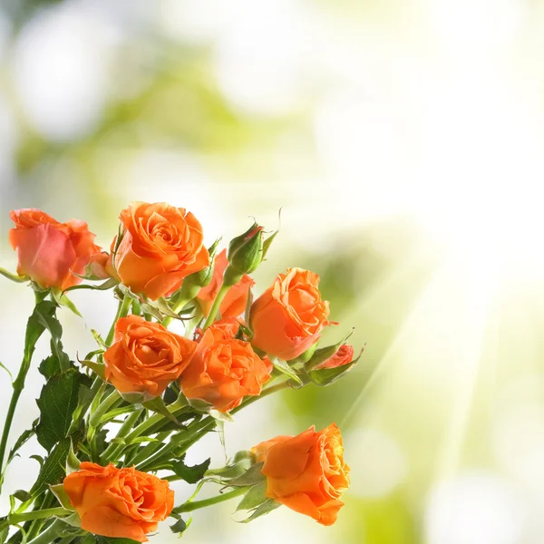 Imagen de hermosas flores de rosas sobre el fondo de la luz del sol —  Fotos de Stock