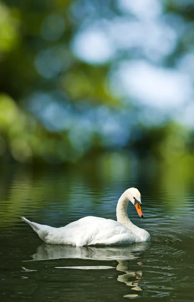 Bild von Schwan in einem Teich Nahaufnahme — Stockfoto