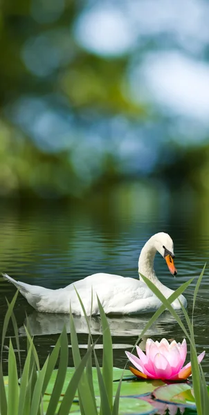 Image of swans and lotus on the water close-up — Stock Photo, Image