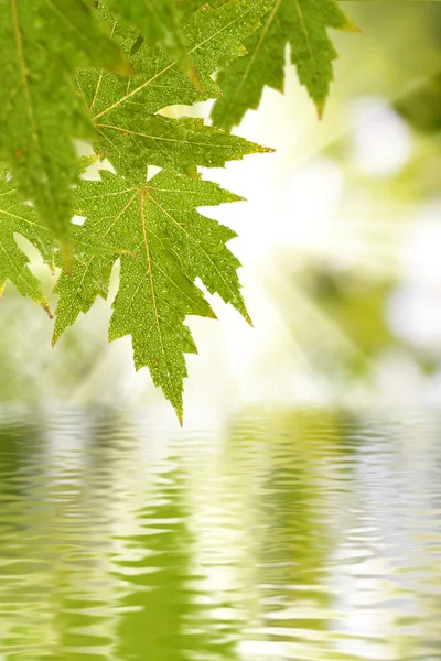 Leaves over the water on a green background — Stock Photo, Image