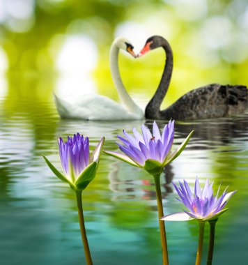 image of two swans on the water in park closeup clipart