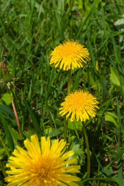 Image of beautiful flowers closeup — Stock Photo, Image