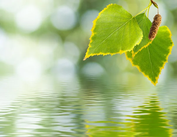 Image of a leaf over the water on green background — Stock Photo, Image