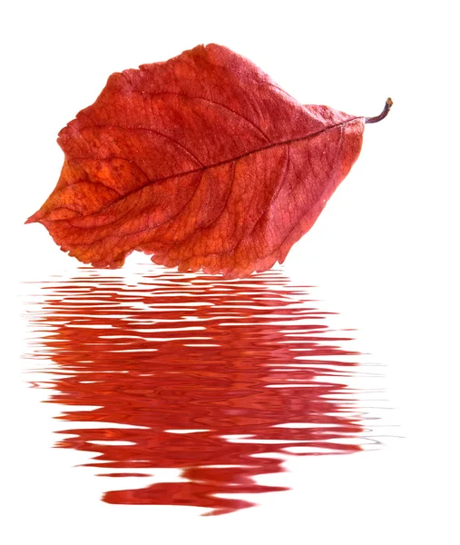 Imagem da folha seca sobre a água closeup — Fotografia de Stock