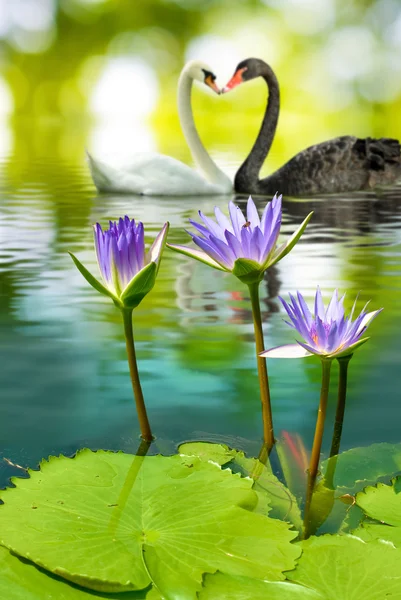 Imagem de dois cisnes na água no parque closeup — Fotografia de Stock