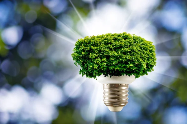 Árvore em uma lâmpada em um fundo verde fechar — Fotografia de Stock