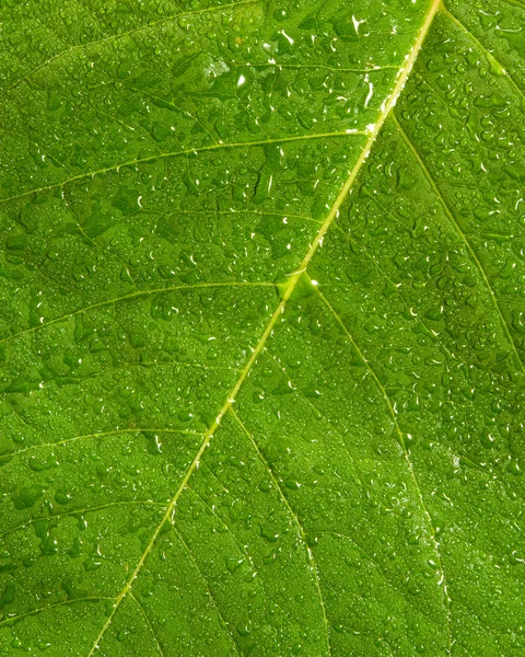 Mage blad med droplet på nära håll — Stockfoto