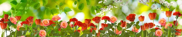 image of beautiful roses and tulips in the garden closeup
