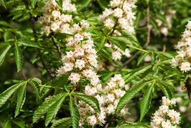 Şu yeni gelişen ağaç yakın çekim görüntüsü