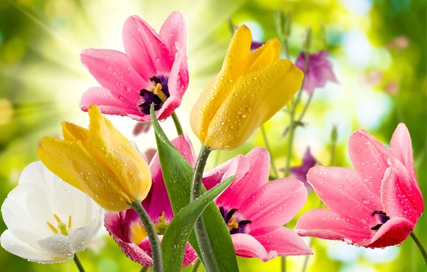 Güzel çiçek Bahçe portre resim — Stok fotoğraf