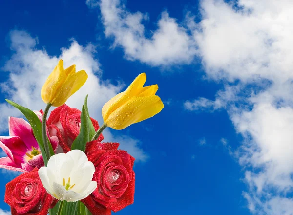 Obrázek krásné květiny v zahradě closeup — Stock fotografie