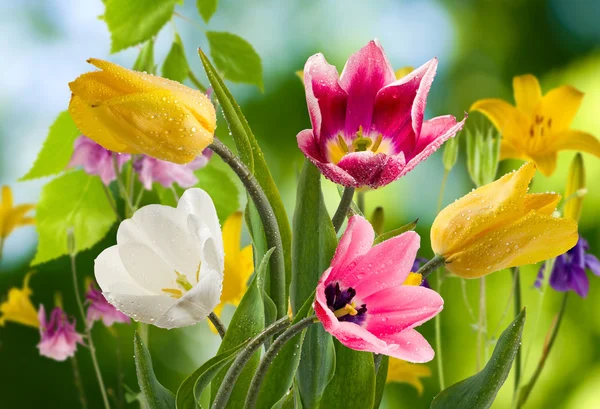 Imagen de hermosas flores en el primer plano del jardín — Foto de Stock