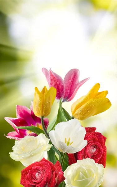 Imagen de hermosas flores en el primer plano del jardín — Foto de Stock