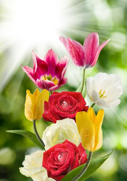 아름 다운 꽃 정원 근접 촬영에서의 이미지 — 스톡 사진