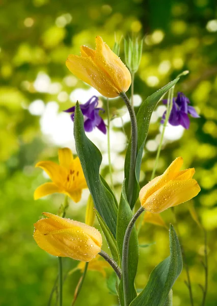 Imagen de hermosas flores en el primer plano del jardín —  Fotos de Stock