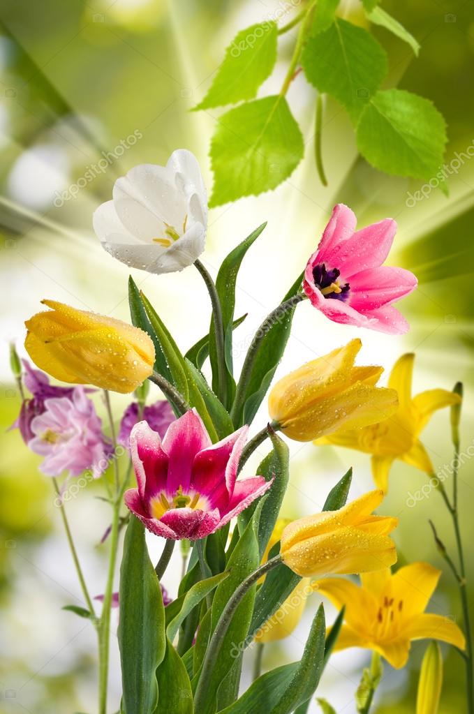 afbeelding van de mooie bloemen in de tuin close-up — stockfoto