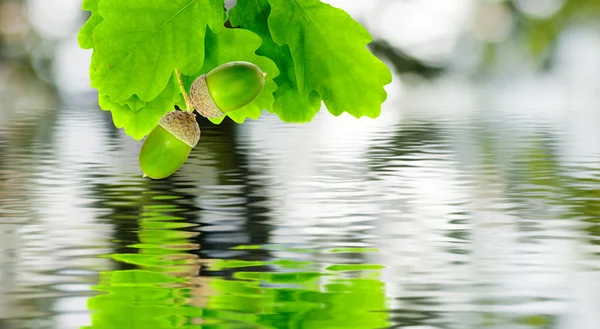 Image of oak leaves over the water — Stock Photo, Image