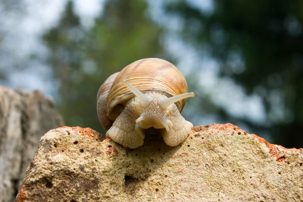 Image of snails closeup — Stock Photo, Image