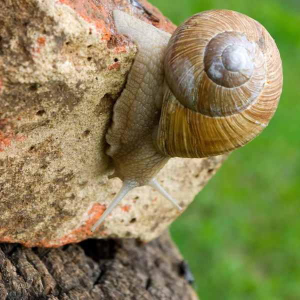 Image of snails closeup — Stock Photo, Image