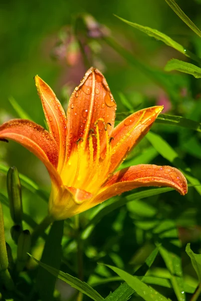 庭のクローズ アップで花の美しいカンゾウのイメージ — ストック写真