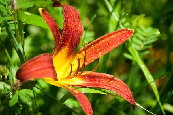 Image of daylily beautiful flowers in the garden closeup — Stock Photo, Image