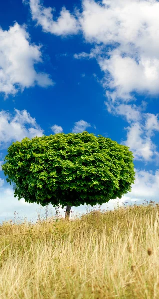Imagem de árvore contra o céu — Fotografia de Stock