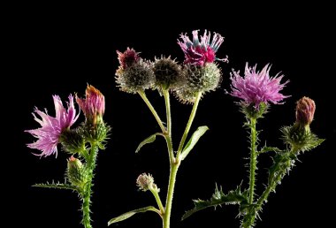 Görüntü güzel çiçek Bahçe yakın çekim