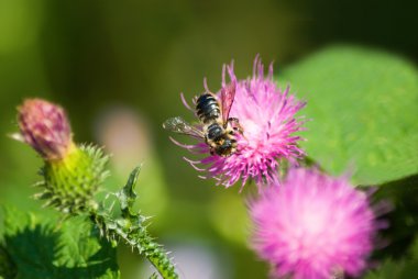 görüntü güzel çiçek Bahçe