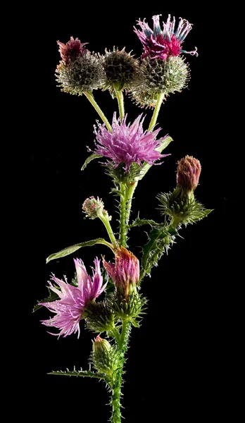 Görüntü güzel çiçek Bahçe yakın çekim