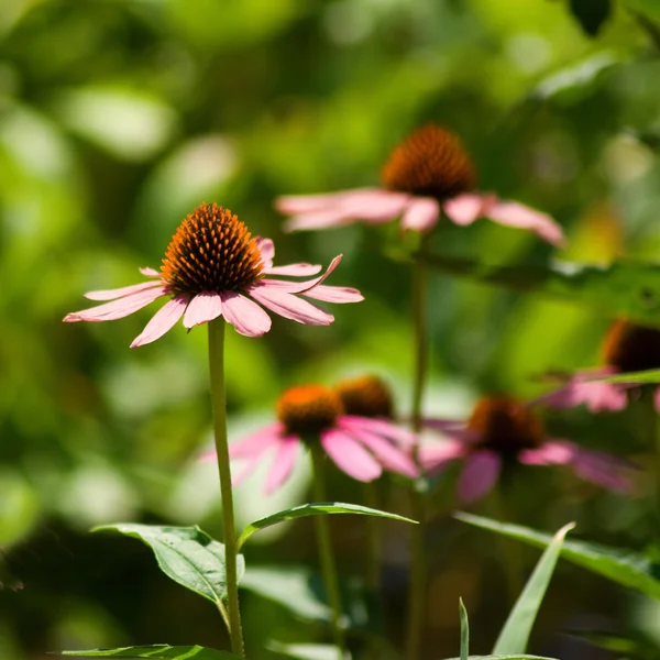 Vackra blommor i trädgården — Stockfoto