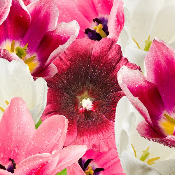 Obraz piękna kwiatów w ogrodzie szczelnie-do góry — Zdjęcie stockowe