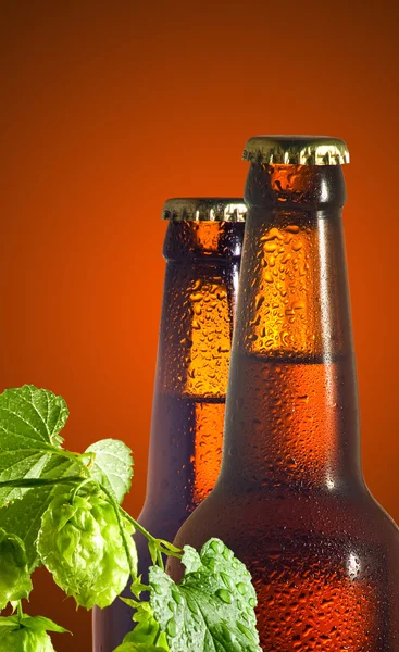 Зображення пляшок пива і хмелю крупним планом — стокове фото