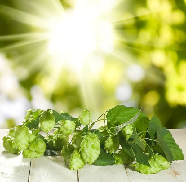 Image de houblon sur fond de soleil gros plan — Photo