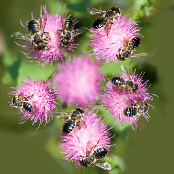 Image de fleurs et d'abeilles dans le jardin close-up — Photo