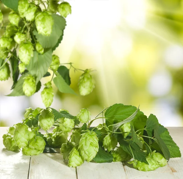 Image de houblon sur fond de soleil gros plan — Photo