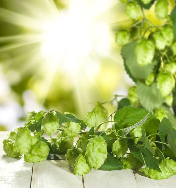 Image de houblon sur fond de soleil gros plan — Photo