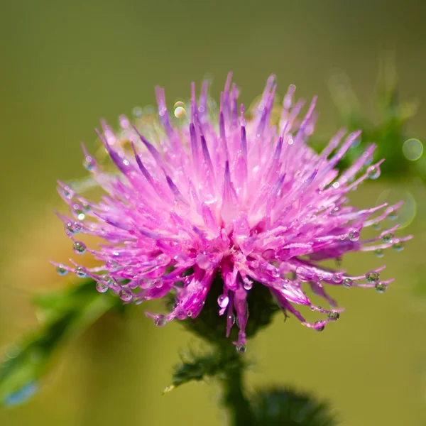 Image of beautiful flowers in the garden — Stock Photo, Image