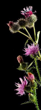 Görüntü güzel çiçek Bahçe yakın çekim