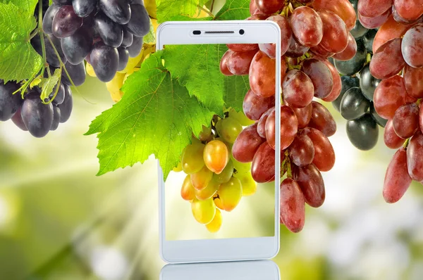 Smartphone y uvas en el jardín de cerca —  Fotos de Stock