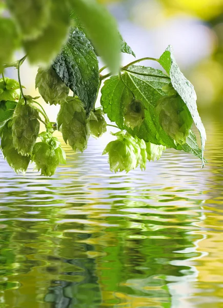 Imagen de salto sobre el primer plano del agua — Foto de Stock