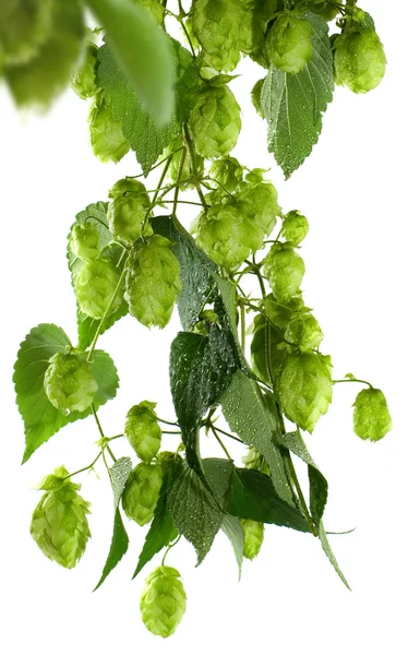 Image of hops on a white background — Stock Photo, Image