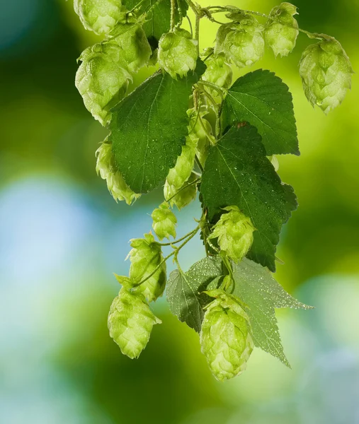 Imagem de pulo em um fundo verde close-up — Fotografia de Stock