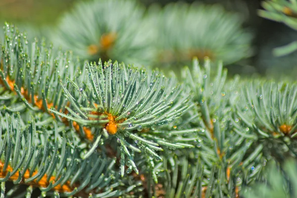 Isolerade bilden av spruce grenar med droppar — Stockfoto